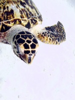 IMG 3615 Hawksbill Sea Turtle